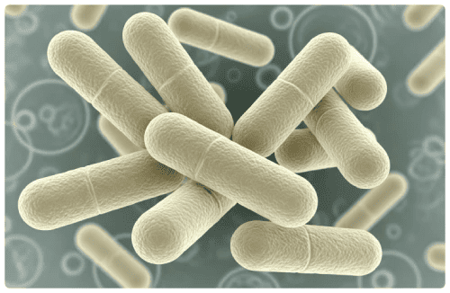 L. Rhamnosus postbiotic strain